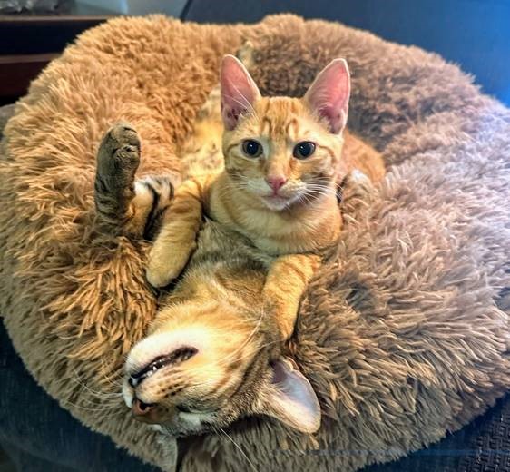 Lewisville cat rescue nonprofit needs help to survive