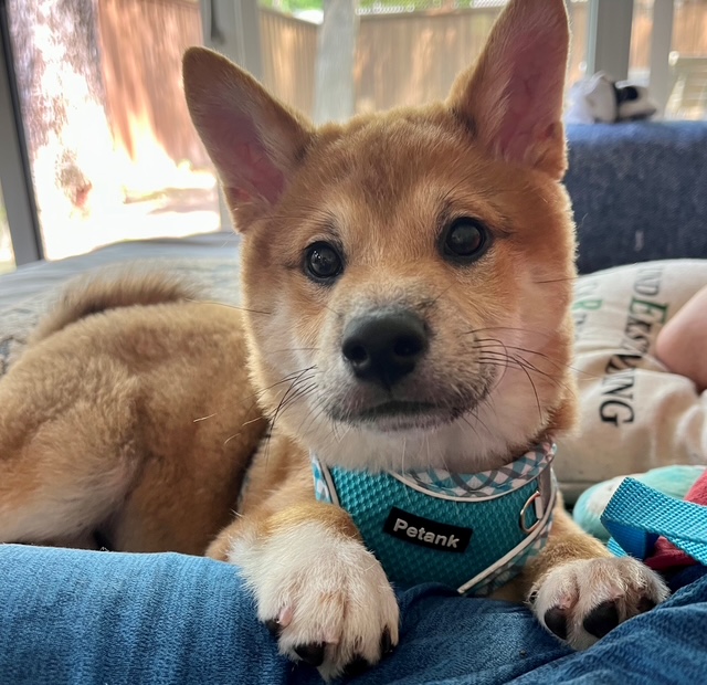Ethical pet bill coauthored by Parker hopes to regulate pet sales in Texas